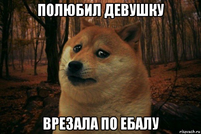 полюбил девушку врезала по ебалу, Мем SAD DOGE