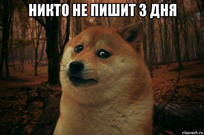 никто не пишит 3 дня , Мем SAD DOGE