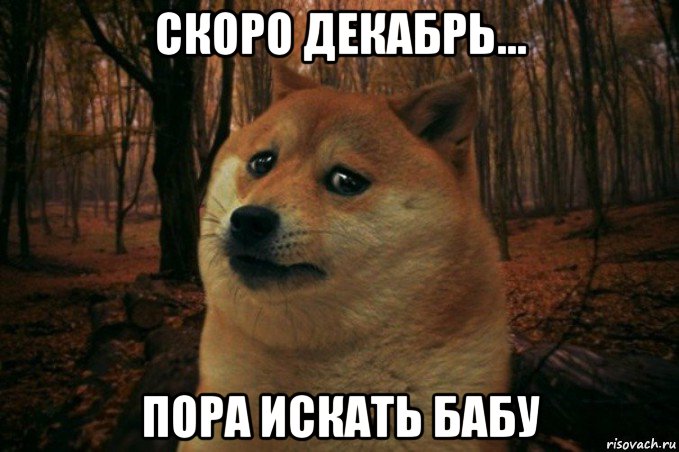 скоро декабрь... пора искать бабу, Мем SAD DOGE