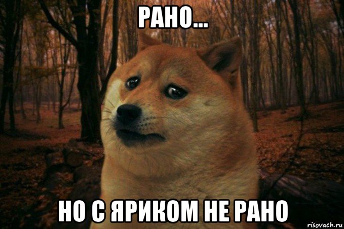 рано... но с яриком не рано, Мем SAD DOGE