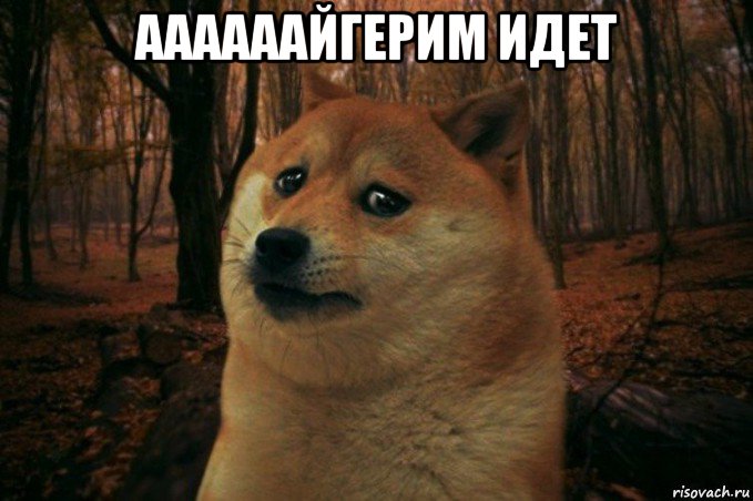 аааааайгерим идет , Мем SAD DOGE