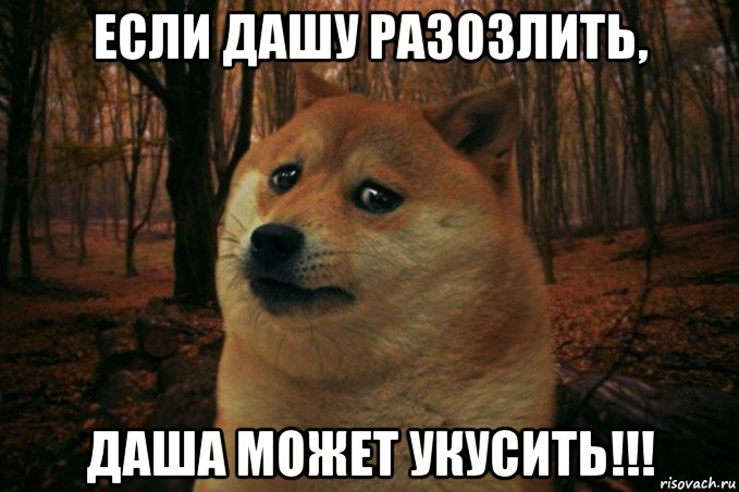 если дашу разозлить, даша может укусить!!!, Мем SAD DOGE