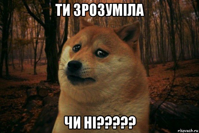 ти зрозуміла чи ні?????, Мем SAD DOGE