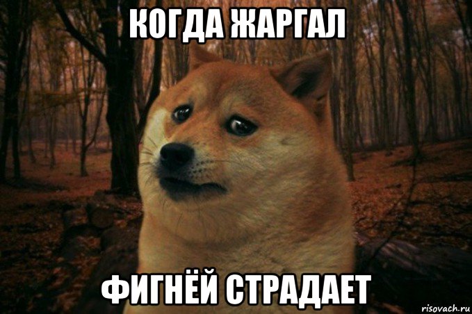 когда жаргал фигнёй страдает, Мем SAD DOGE