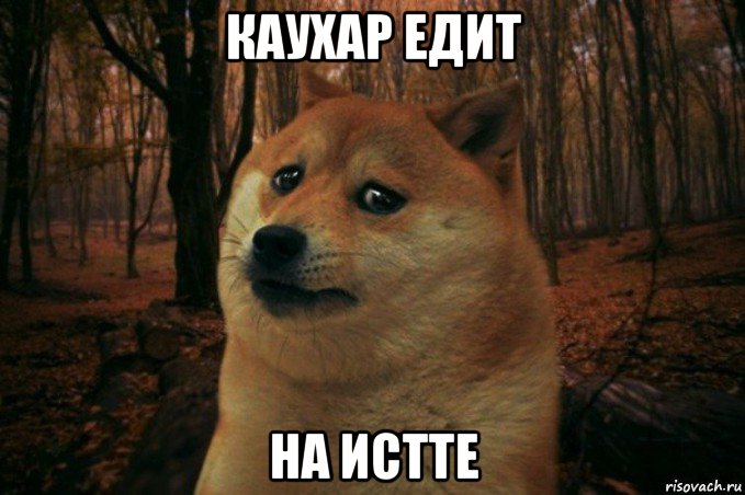 каухар едит на истте, Мем SAD DOGE