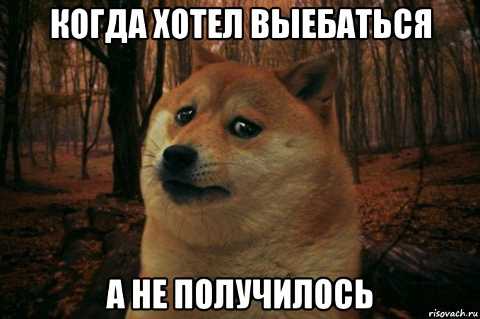 когда хотел выебаться а не получилось, Мем SAD DOGE