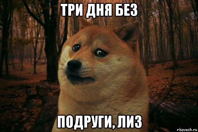 три дня без подруги, лиз, Мем SAD DOGE