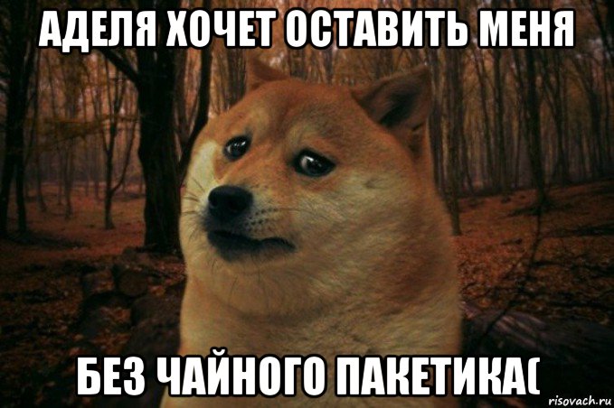 аделя хочет оставить меня без чайного пакетика(, Мем SAD DOGE