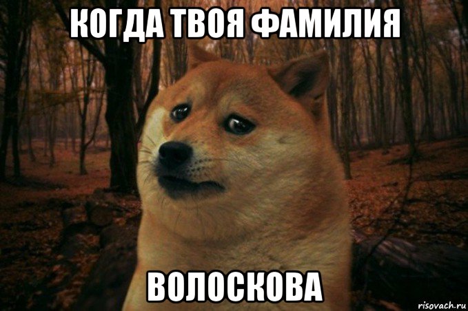 когда твоя фамилия волоскова, Мем SAD DOGE