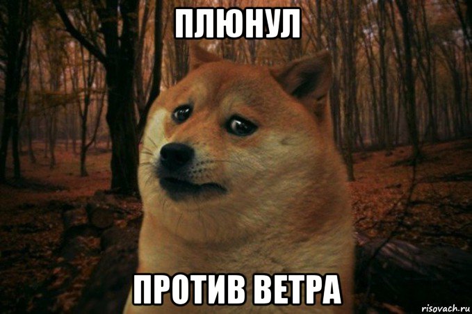 плюнул против ветра, Мем SAD DOGE