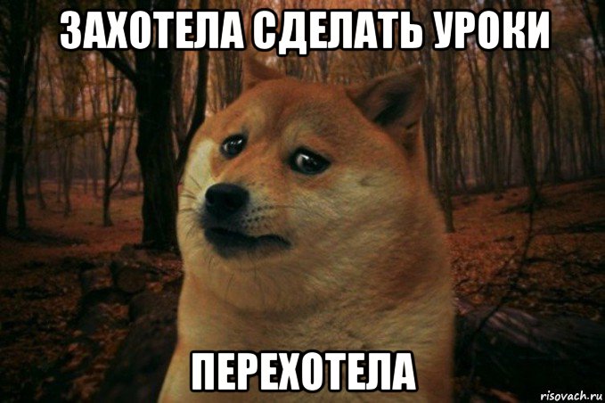 захотела сделать уроки перехотела, Мем SAD DOGE