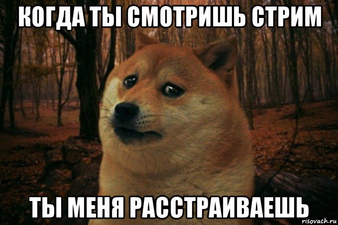 когда ты смотришь стрим ты меня расстраиваешь, Мем SAD DOGE