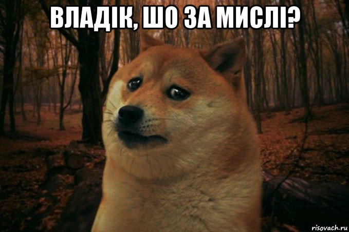 владік, шо за мислі? , Мем SAD DOGE