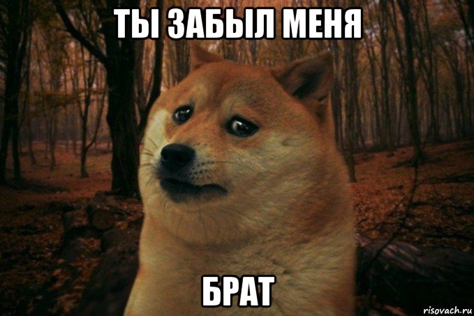 ты забыл меня брат, Мем SAD DOGE