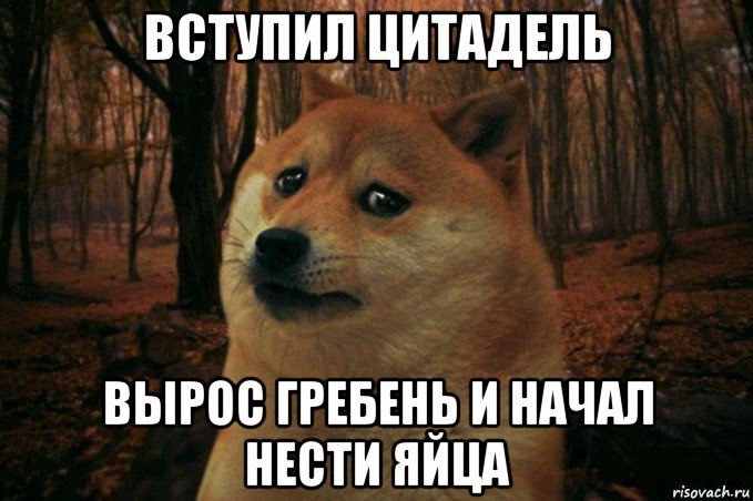 вступил цитадель вырос гребень и начал нести яйца, Мем SAD DOGE