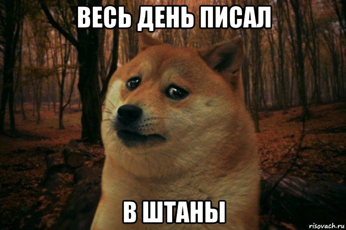 весь день писал в штаны, Мем SAD DOGE