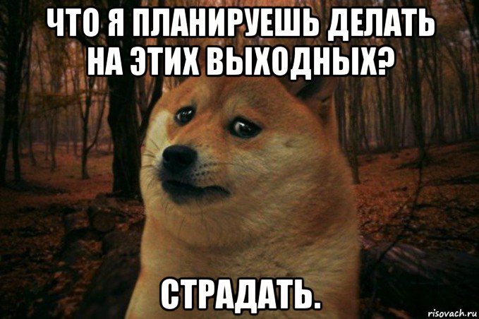 что я планируешь делать на этих выходных? страдать., Мем SAD DOGE