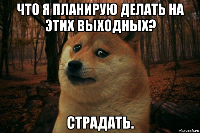 что я планирую делать на этих выходных? страдать., Мем SAD DOGE