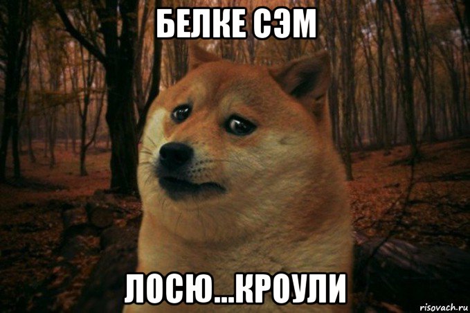 белке сэм лосю...кроули, Мем SAD DOGE