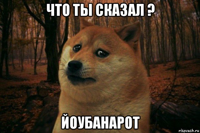 что ты сказал ? йоубанарот, Мем SAD DOGE