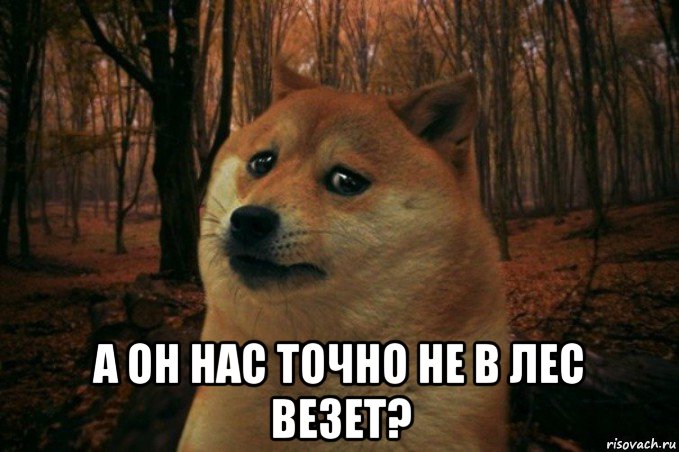  а он нас точно не в лес везет?, Мем SAD DOGE