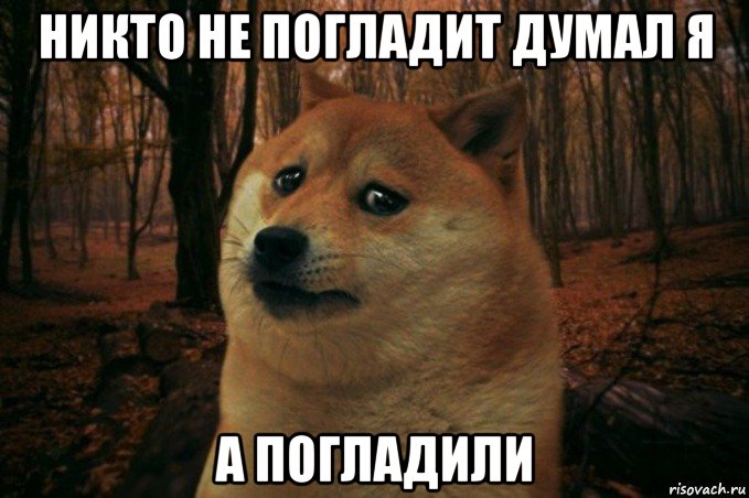 никто не погладит думал я а погладили, Мем SAD DOGE