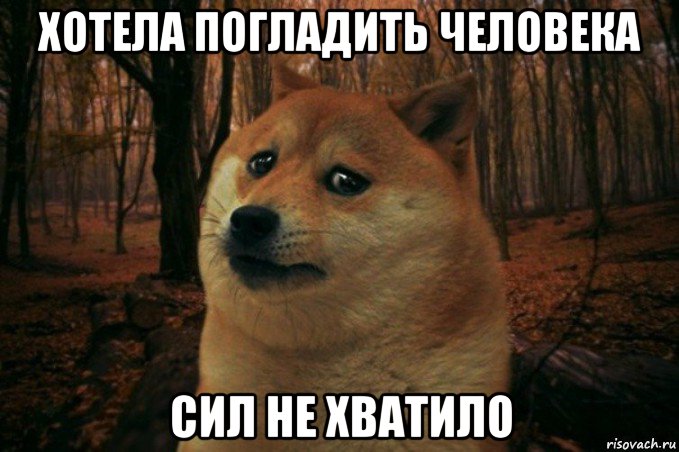 хотела погладить человека сил не хватило, Мем SAD DOGE