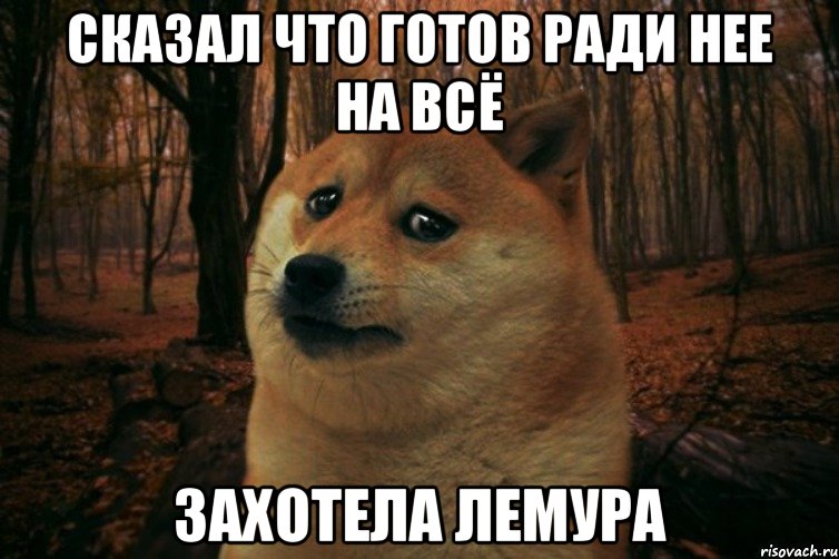 Сказал что готов ради нее на всё Захотела лемура, Мем SAD DOGE