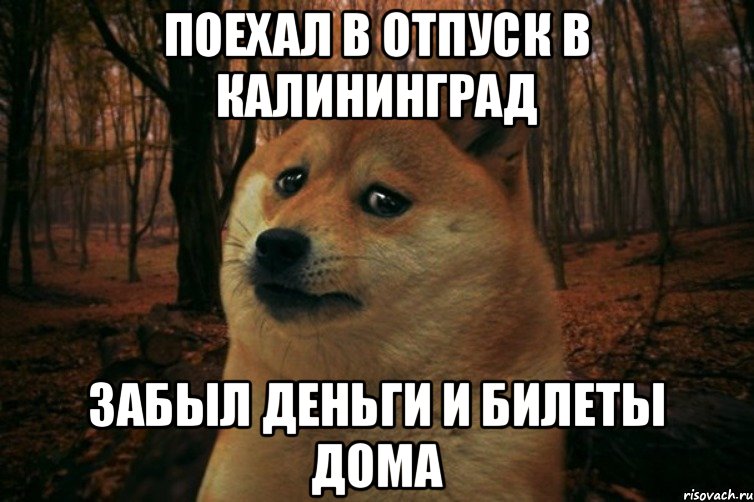 Поехал в отпуск в Калининград Забыл деньги и билеты дома, Мем SAD DOGE