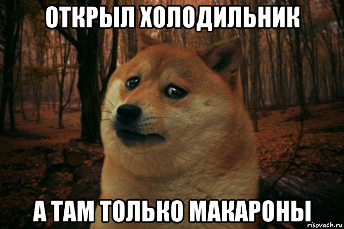 открыл холодильник а там только макароны, Мем SAD DOGE