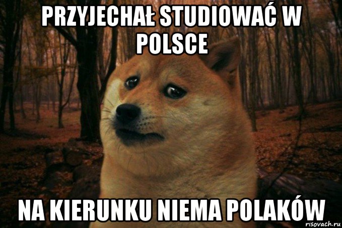 przyjechał studiować w polsce na kierunku niema polaków, Мем SAD DOGE