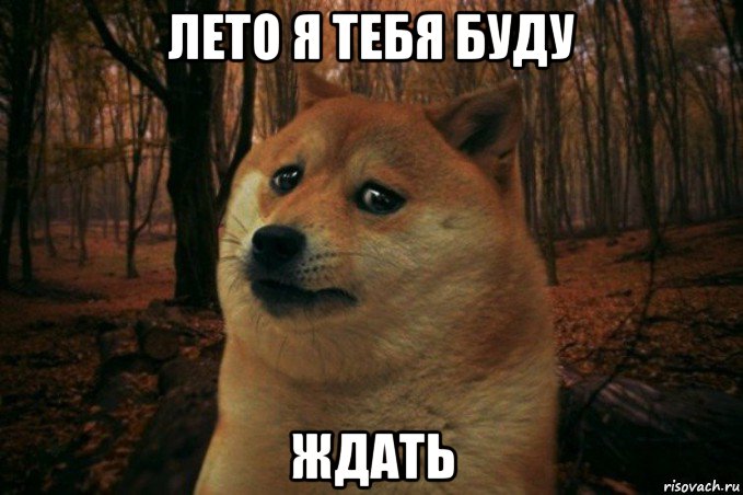 лето я тебя буду ждать, Мем SAD DOGE