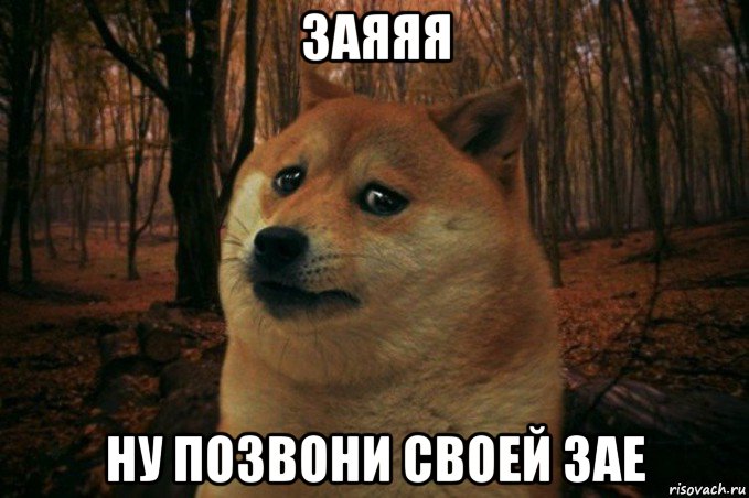 заяяя ну позвони своей зае, Мем SAD DOGE