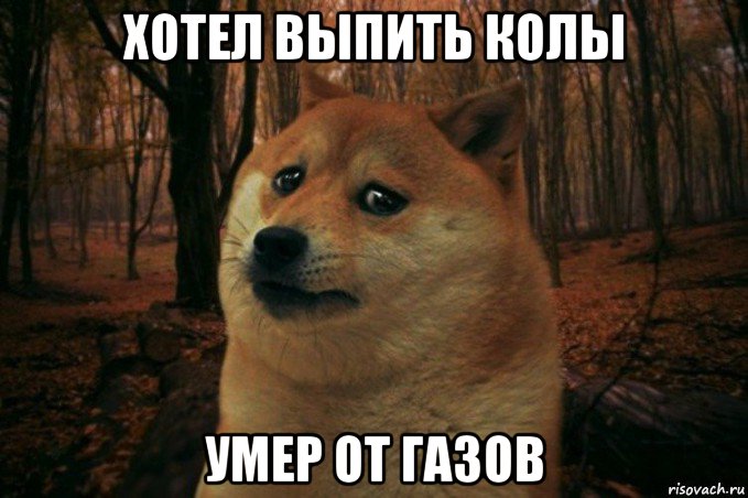 хотел выпить колы умер от газов, Мем SAD DOGE