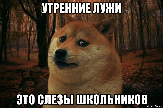 утренние лужи это слезы школьников, Мем SAD DOGE