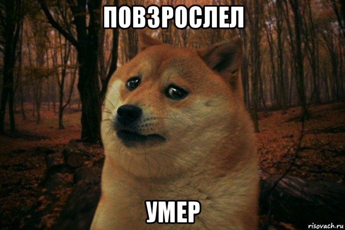 повзрослел умер, Мем SAD DOGE