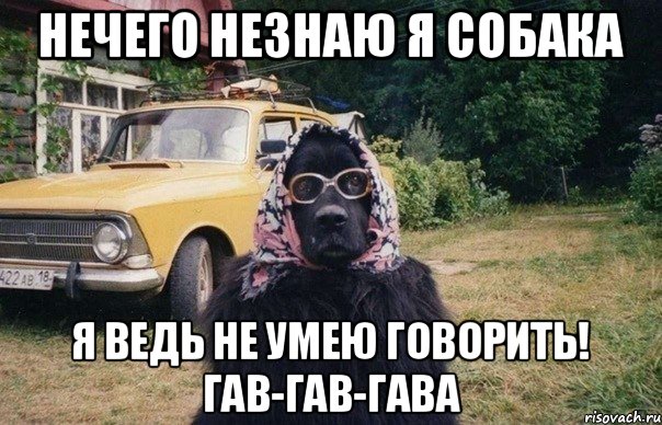 Нечего незнаю я собака Я ведь не умею говорить! Гав-гав-гава, Мем собака