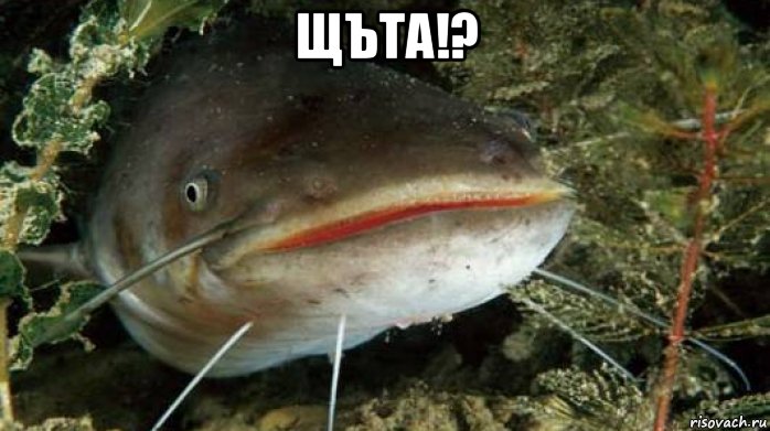 щъта!? 