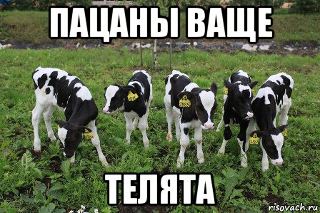 пацаны ваще телята