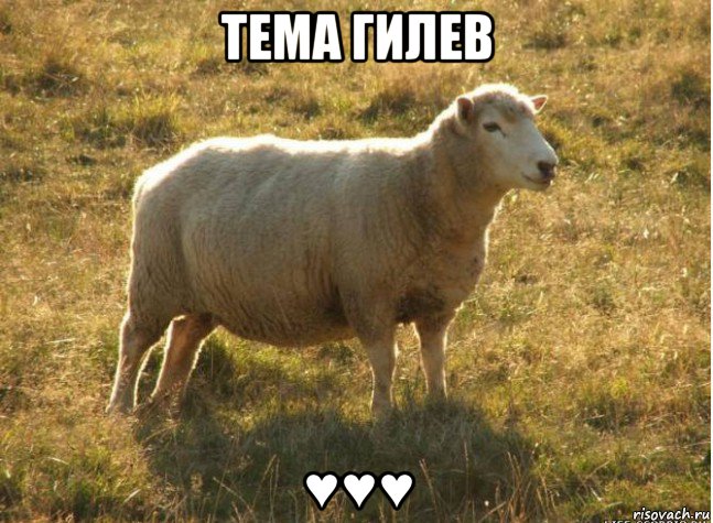 тема гилев ♥♥♥, Мем Типичная овца