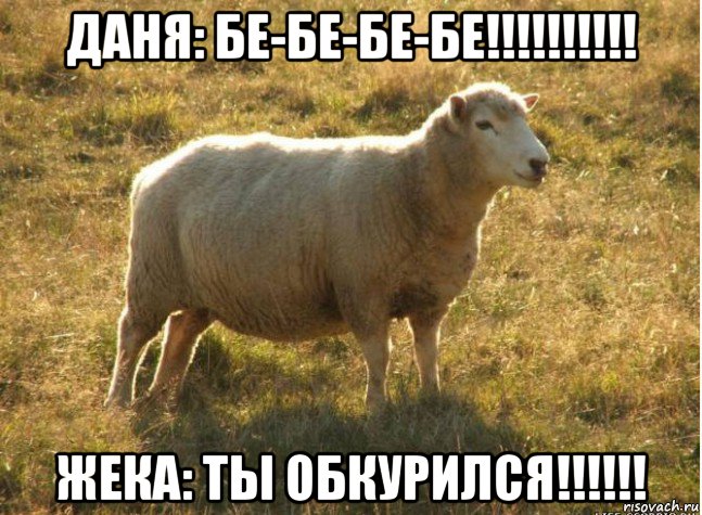 даня: бе-бе-бе-бе!!!!!!!!!! жека: ты обкурился!!!!!!, Мем Типичная овца