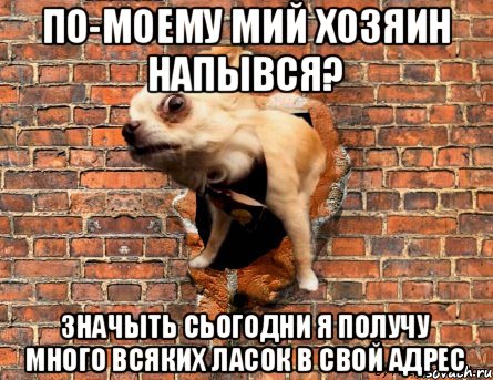 по-моему мий хозяин напывся? значыть сьогодни я получу много всяких ласок в свой адрес