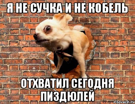 я не сучка и не кобель отхватил сегодня пиздюлей