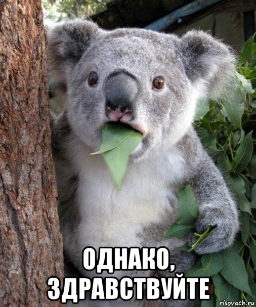 http://risovach.ru/upload/2014/11/mem/udivlennaya-koala_66587645_orig_.jpg