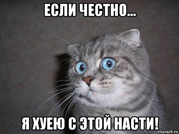 если честно... я хуею с этой насти!, Мем  удивлённый кот