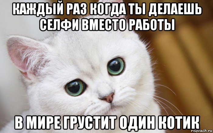 каждый раз когда ты делаешь селфи вместо работы в мире грустит один котик, Мем  В мире грустит один котик