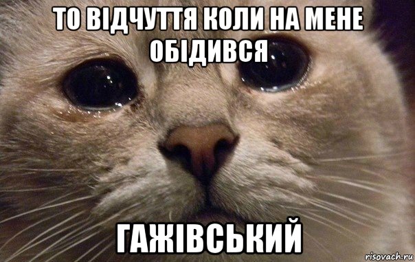 то відчуття коли на мене обідився гажівський, Мем   В мире грустит один котик