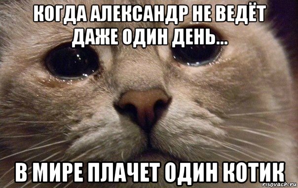 когда александр не ведёт даже один день... в мире плачет один котик, Мем   В мире грустит один котик