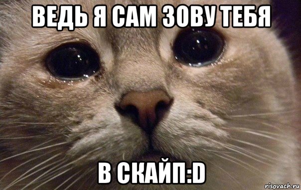 ведь я сам зову тебя в скайп:d, Мем   В мире грустит один котик