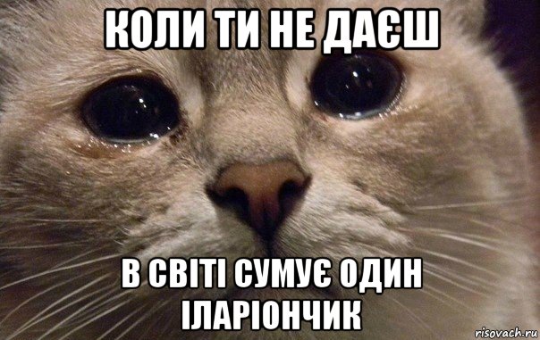 коли ти не даєш в світі сумує один іларіончик, Мем   В мире грустит один котик